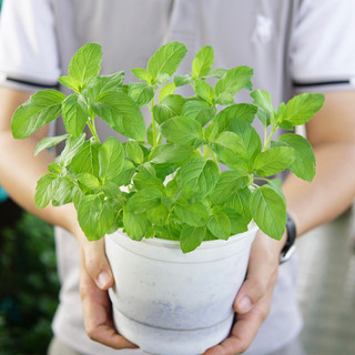 Bạc Hà Nhật Kosi JUN GARDEN Chuẩn Giống