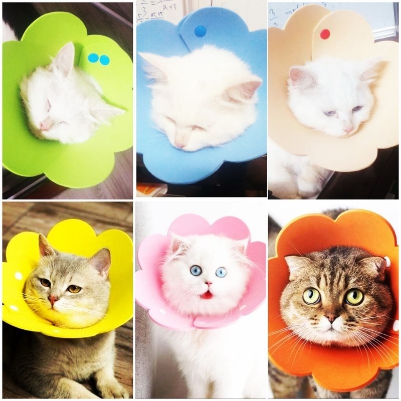 Loa chống liếm cho mèo