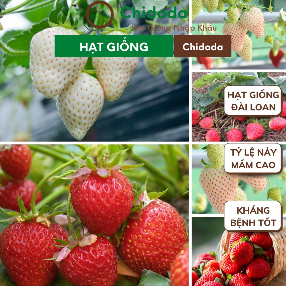 Hạt giống dâu tây Chidoda giống dâu tây Đài Loan trái to gói 200 hạt dễ trồng chịu nhiệt tốt