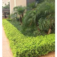 cây chuỗi ngọc (Ảnh thật số 2).