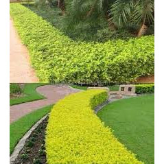 cây chuỗi ngọc (Ảnh thật số 2).
