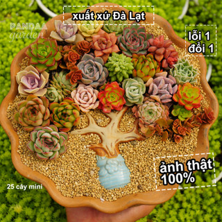Combo sen đá mini 25 cây kèm chậu + đất + cây trang trí siêu đẹp, sen đá mini siêu phẩm nhà pandaa garden lỗi 1 đổi 1