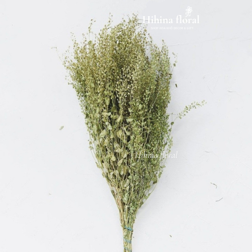 Hoa Khô Decor Phong Cách Bắc Âu Lepidium Pepper Grass Tách Lẻ