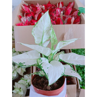 Cây vạn lộc trắng