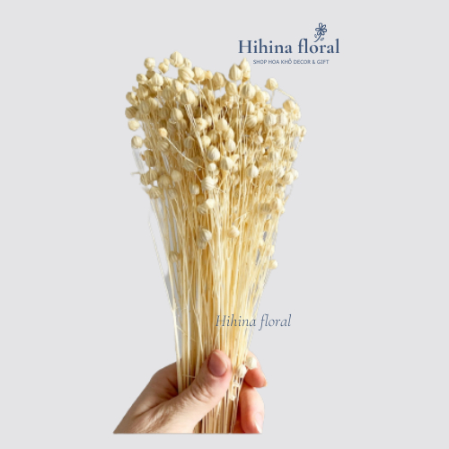Cỏ Khô Flax Hoa Khô Dùng Trang Trí Decor