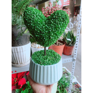 Chậu cây may mắn trái tim