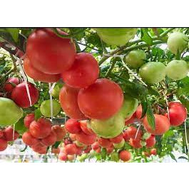 30 hạt giống cà chua bạch tuộc - cà chua leo giàn chuẩn f1