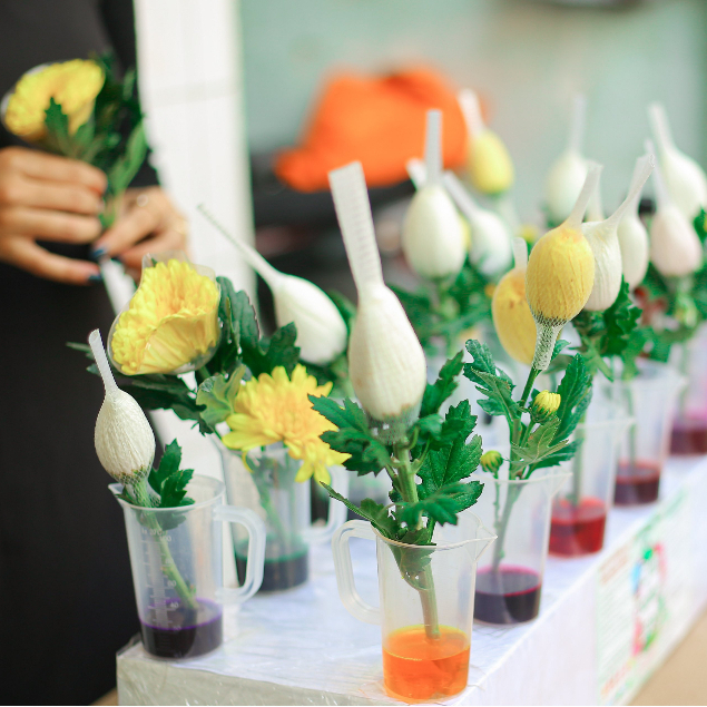 Nước nhuộm hoa tươi đổi màu Color Sodium nhập khẩu Israel, thuốc nhuộm hoa cắt cành lên màu nhanh chai 500ml