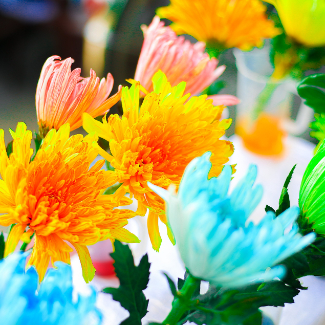 Nước nhuộm hoa tươi đổi màu Color Sodium nhập khẩu Israel, thuốc nhuộm hoa cắt cành lên màu nhanh chai 500ml