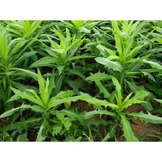 Cây bồ công anh tươi