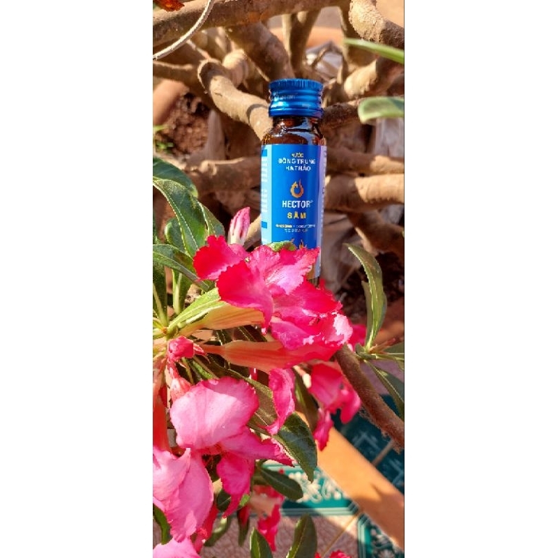 Nước Đông trùng hạ thảo Hector Sâm