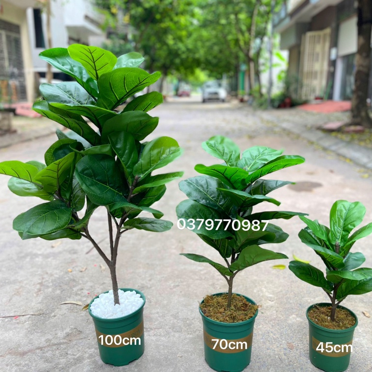 Cây bàng Singapore giả lá to cao cấp kèm chậu