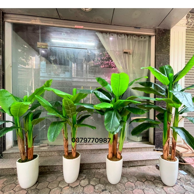 Cây chuối giả trang trí, cây chuối quê 150-200cm decor văn phòng, nhà cửa