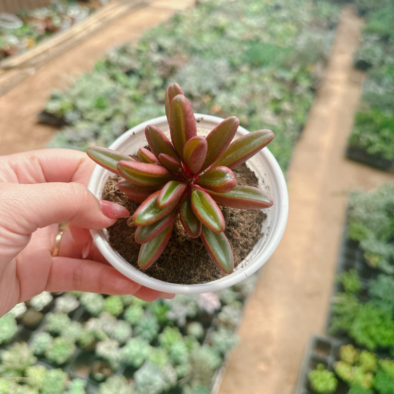Sen đá đậu đỏ size trung