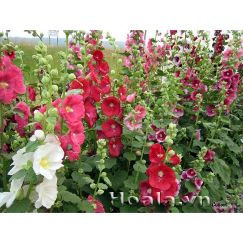 Hoa thượng đỉnh mix màu