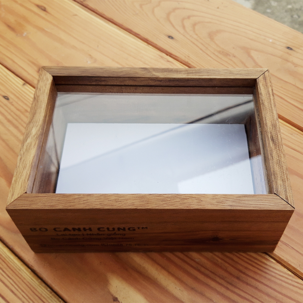 Hộp tiêu bản bọ cánh cứng gỗ tự nhiên 32x47x8cm