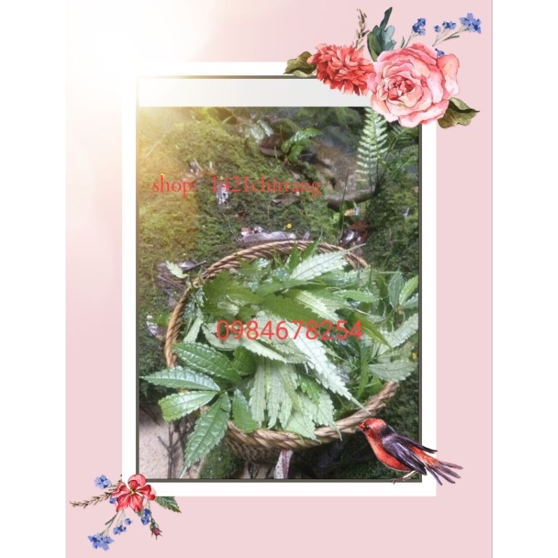 Lá đắng  chuẩn rừng tây bắc
