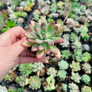 Sen đá mặt trời size bầu