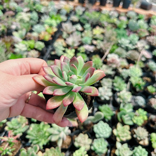 Sen đá mặt trời size bầu