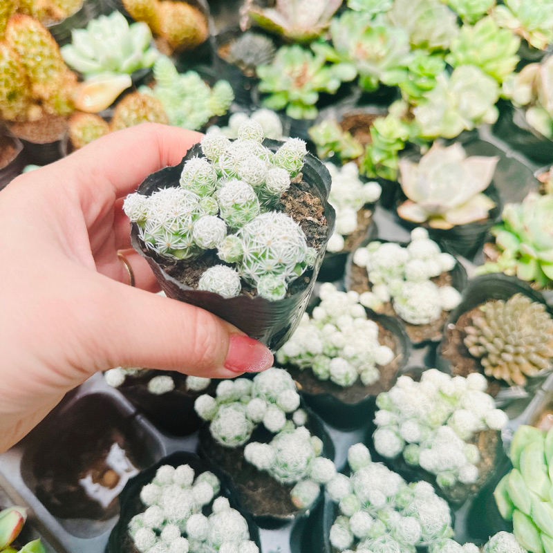 XR Trứng chim size bầu