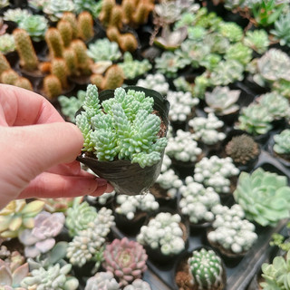Sen đá sedum hoa hồng xanh size bầu