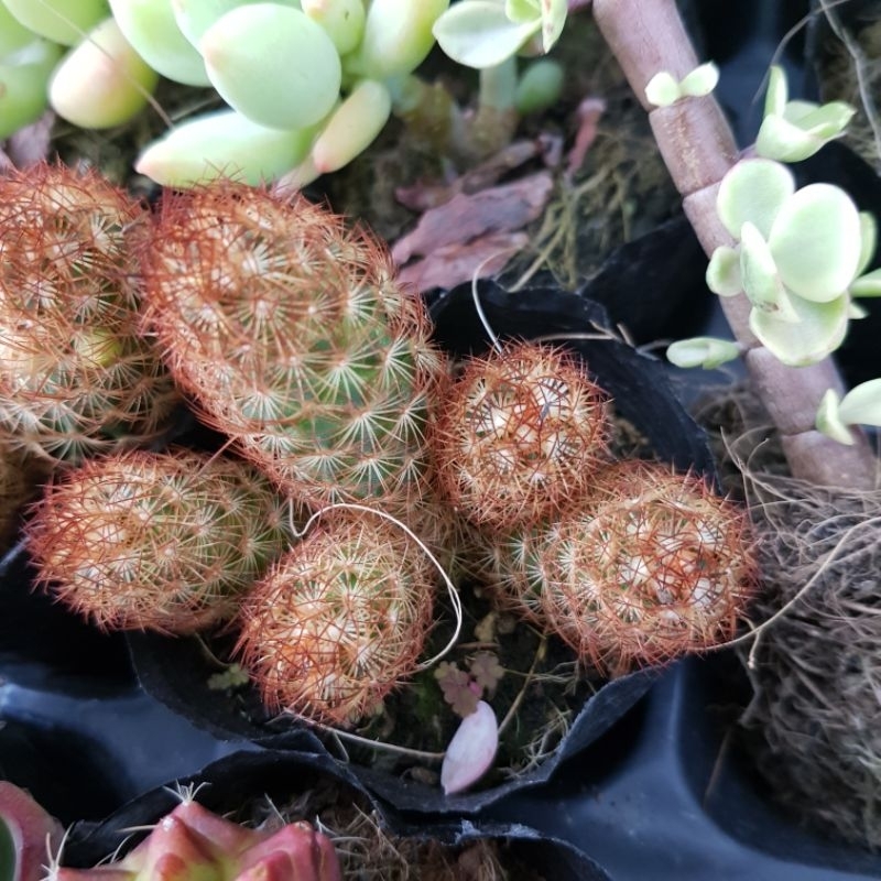 ​ Xương rồng thạch trụ thiên