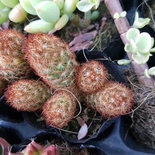 ​ Xương rồng thạch trụ thiên