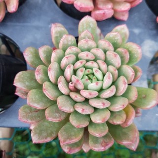 Sen đá ruby đỏ size bầu - đang lên màu đỏ siêu đẹp