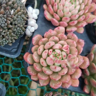 Sen đá ruby đỏ size bầu - đang lên màu đỏ siêu đẹp