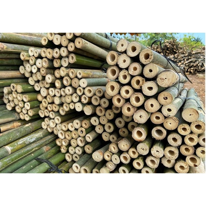 Cây tầm vông (tre tầm vông) dùng trang trí, làm giàn cây leo -1 cây