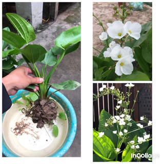 Bách thủy tiên cây to 50 - 60cm