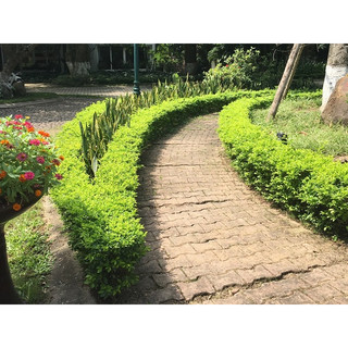 cây chuỗi ngọc (Ảnh thật số 2).
