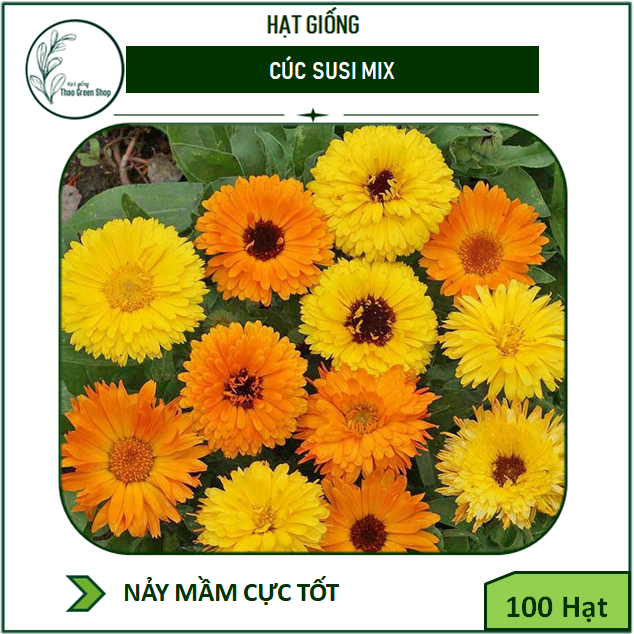 Hạt giống cúc SUSI Mix - 100 hạt