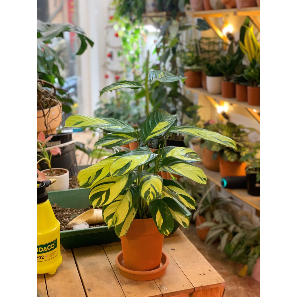 Cây Đuôi Công Ctenanthe Golden Mosaic (Never Never Plant)