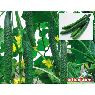HẠT GIỐNG DƯA LEO - DƯA CHUỘT NHẬT