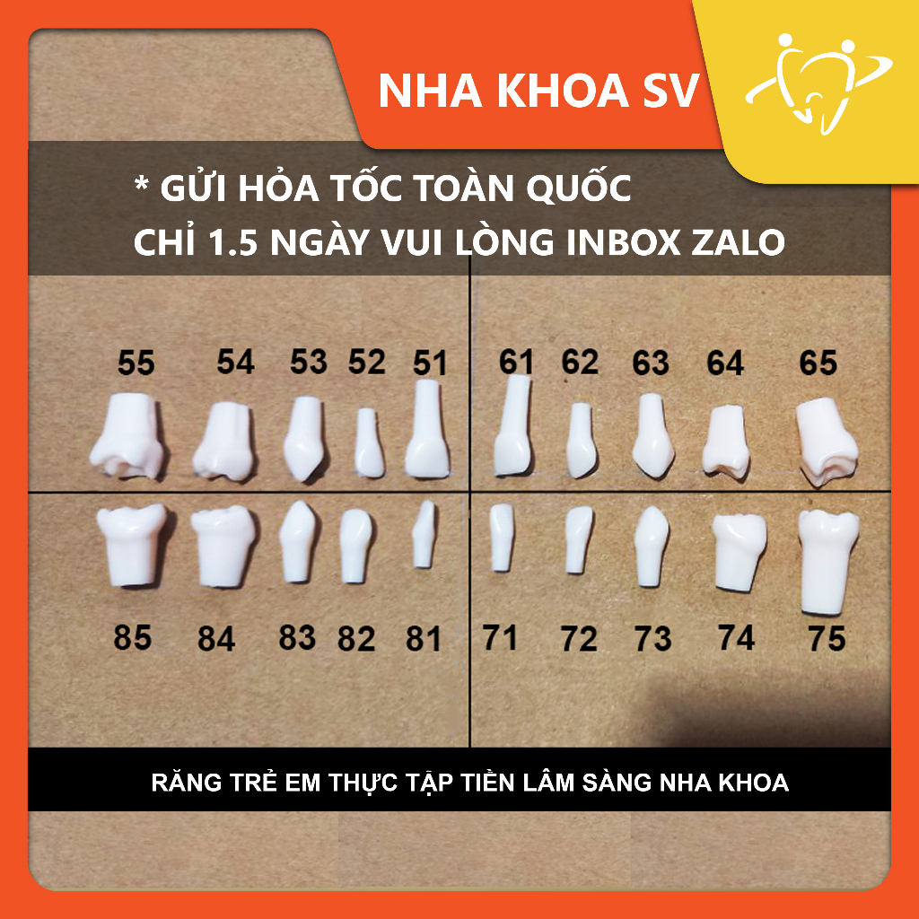 RĂNG NHỰA TRẺ EM CHO SV THỰC HÀNH TLS(RĂNG SỮA)