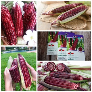 Hạt giống Ngô nếp tím Nữ hoàng Ruby Queen F1