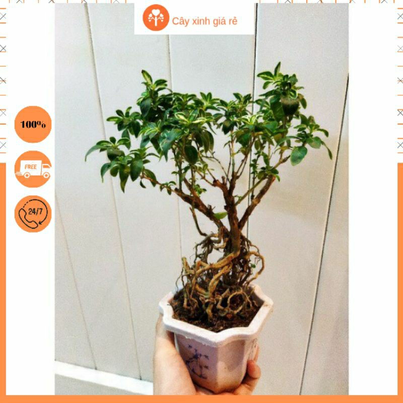 Cây bạch tuyết mai bon sai để bàn ảnh thật ( tặng đá trang trí cây)