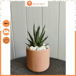 Cây sen đá móng rồng, cây sao biển trang trí bàn làm việc, làm quà tặng  đá trang trí