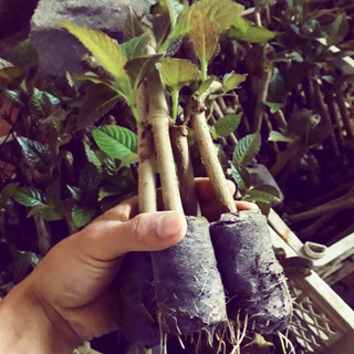 Chè khổng lồ cho chăn nuôi