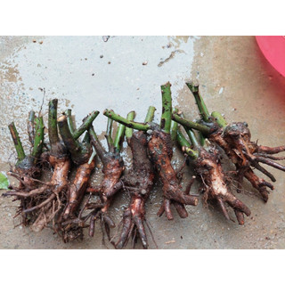 Gốc hoa hồng cổ đà lạt nhiều màu hoa