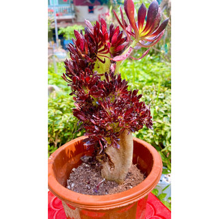 sen đá Aeo nâu đỏ