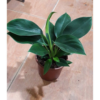Cây trầu bà đế vương xanh( cây nhỏ để bàn)