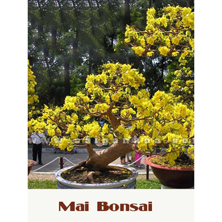 Cây mai vàng bonsai mini để bàn