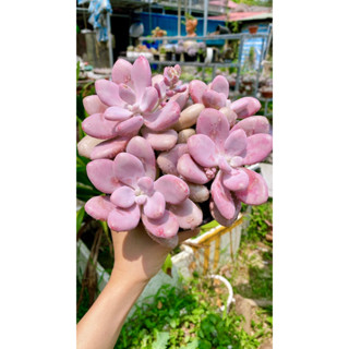 Sen đá sỏi Hồng mập