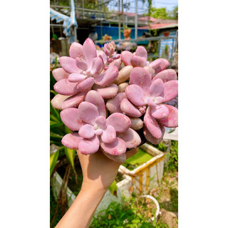 sen đá sỏi Hồng mập