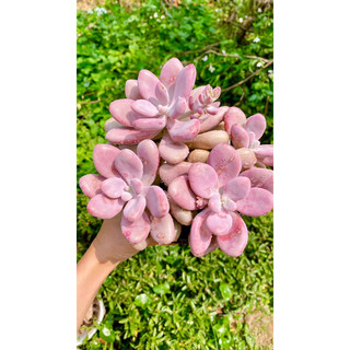 sen đá sỏi Hồng mập