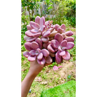 sen đá sỏi Hồng mập