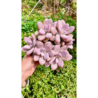 sen đá sỏi Hồng mập