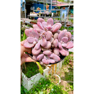 sen đá sỏi Hồng mập